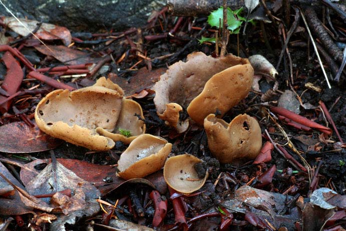 Otidea alutacea group